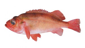 SPRO Red Fish návazec 1