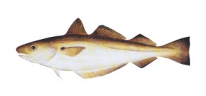 SPRO  Norway Cod Flasher 1